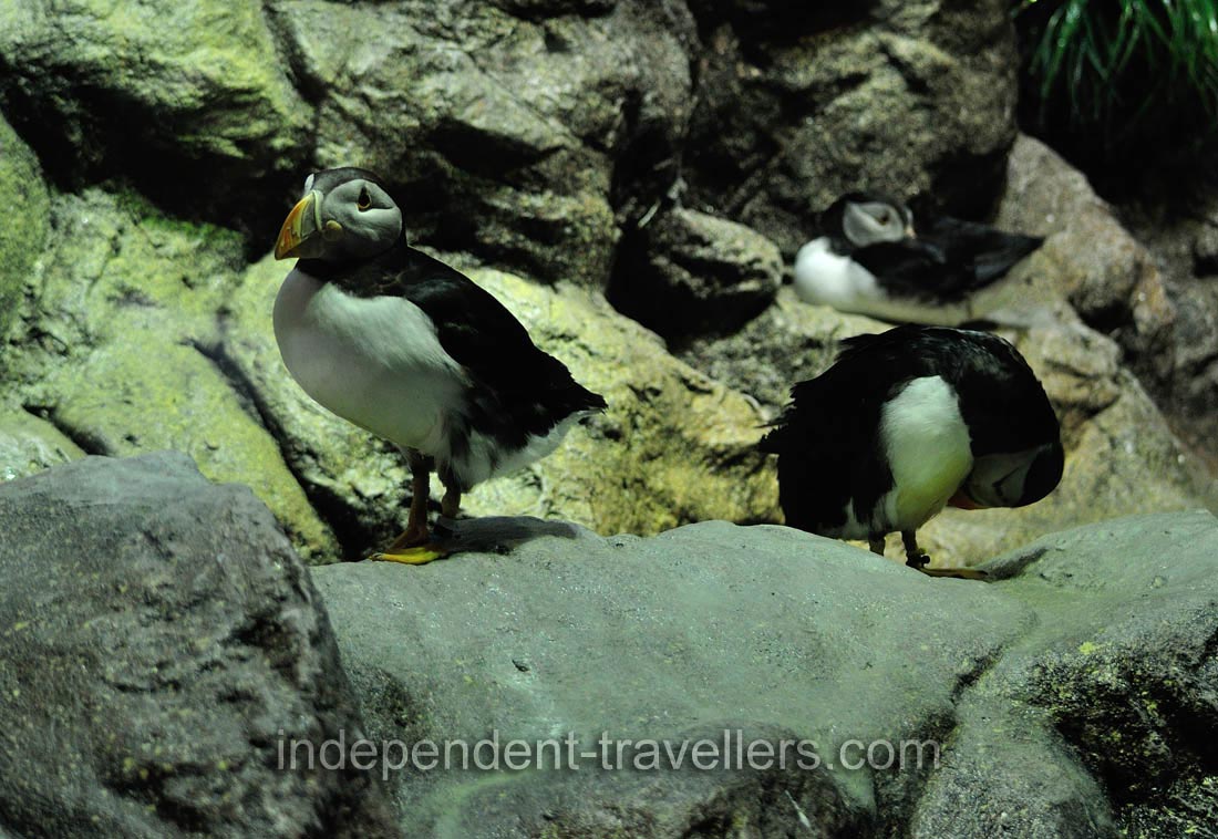 Puffins