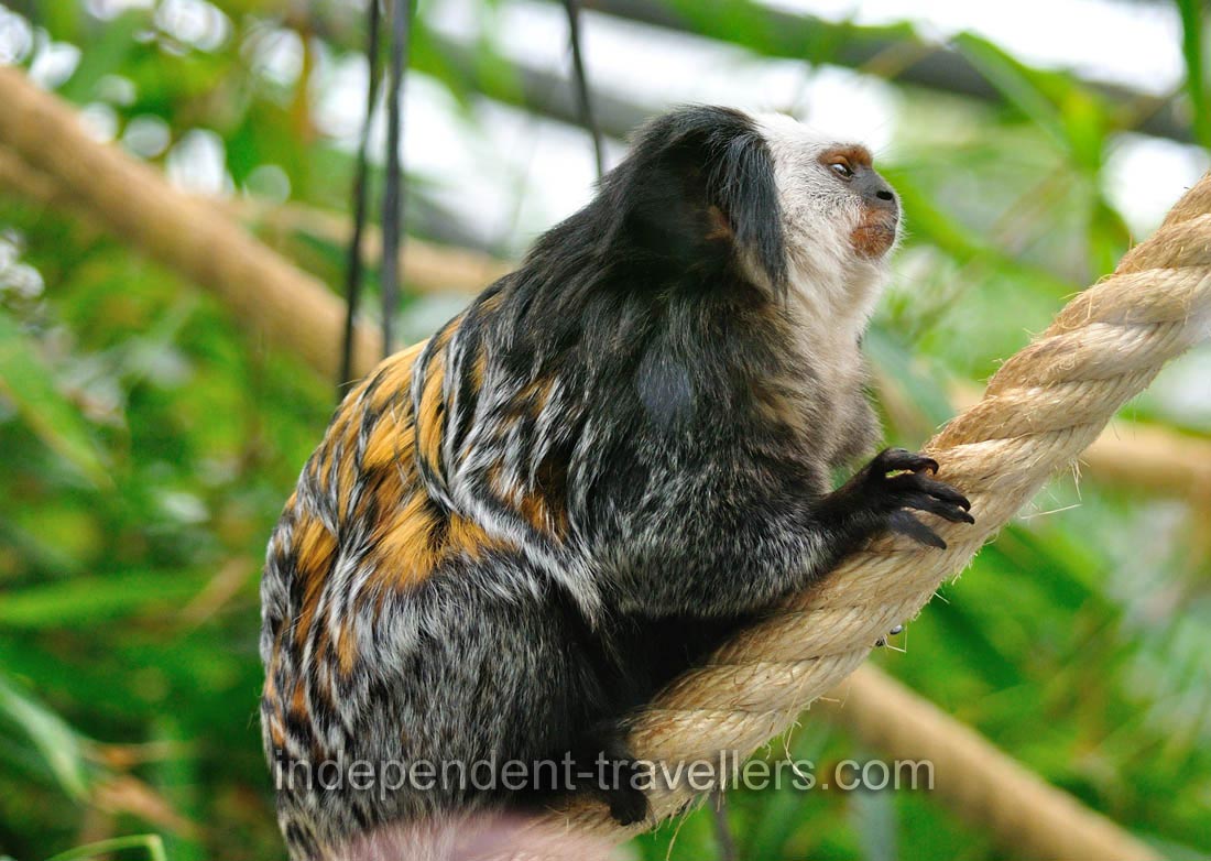 The white-headed marmoset (Callithrix geoffroyi), also known as the tufted-ear marmoset, Geoffroy's marmoset