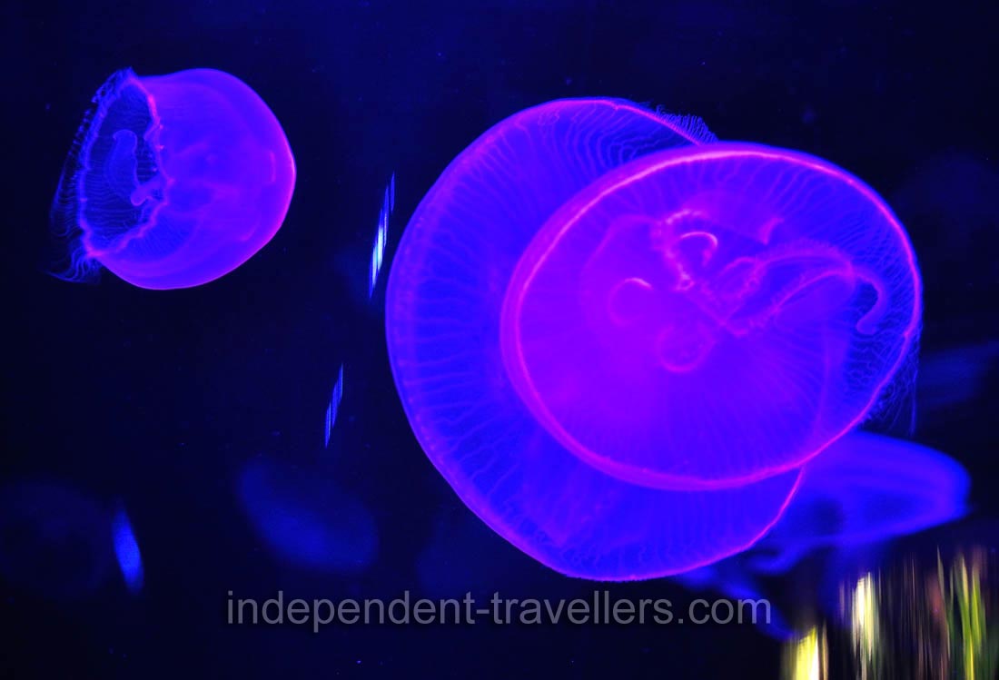 Jellyfish are highlighted with stunning colors