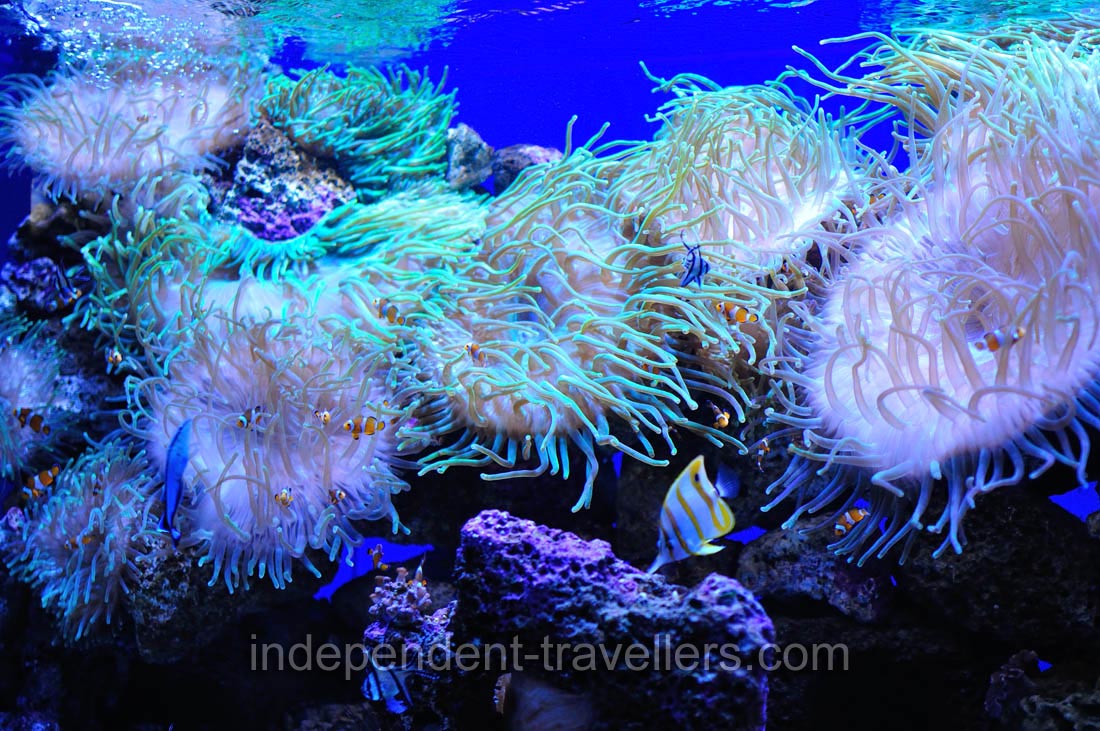 Anemones and clownfish