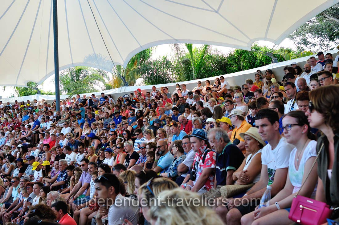 People are gathered in the dolphin show amphitheatre