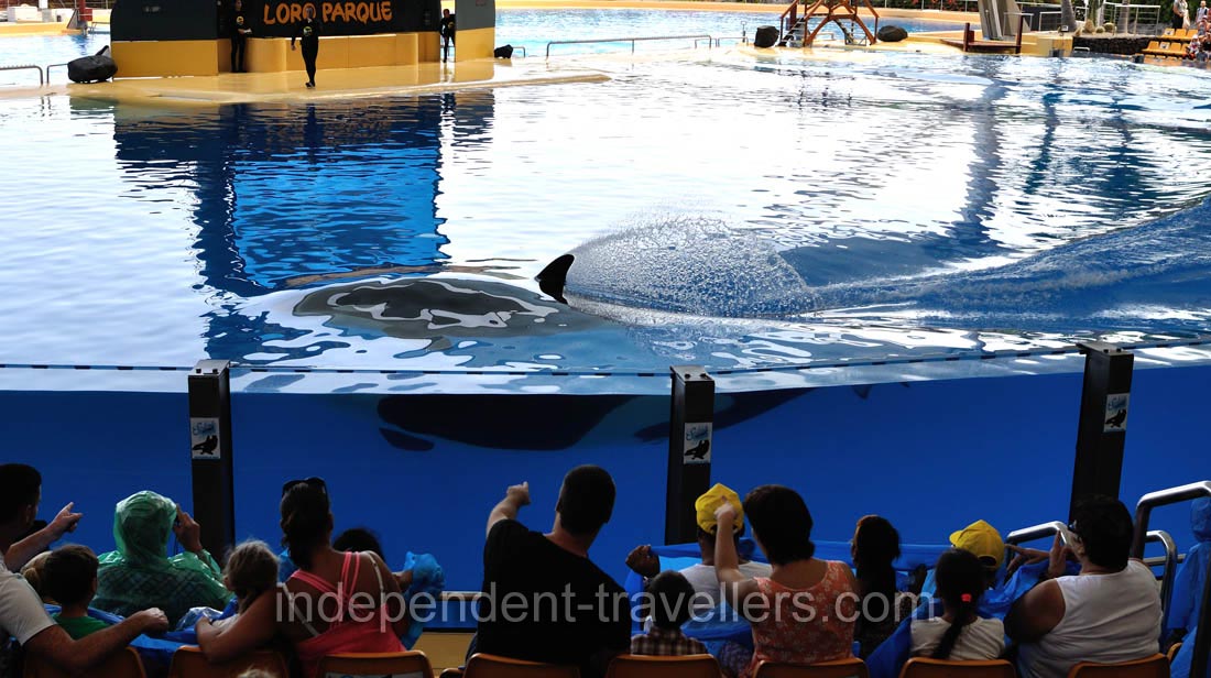 An orca sprinkles water by an upper fin in the orca show
