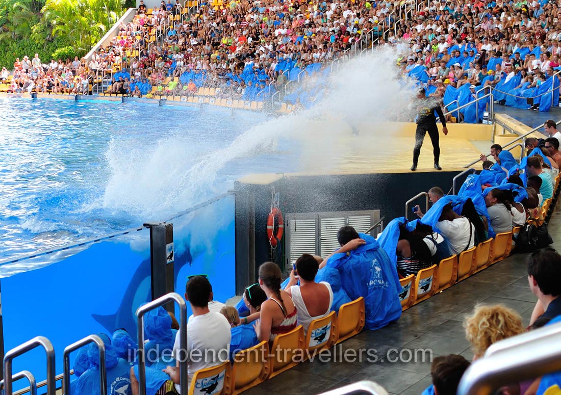 A smart killer whale has created a strong water splash directed to a trainer in the orca show