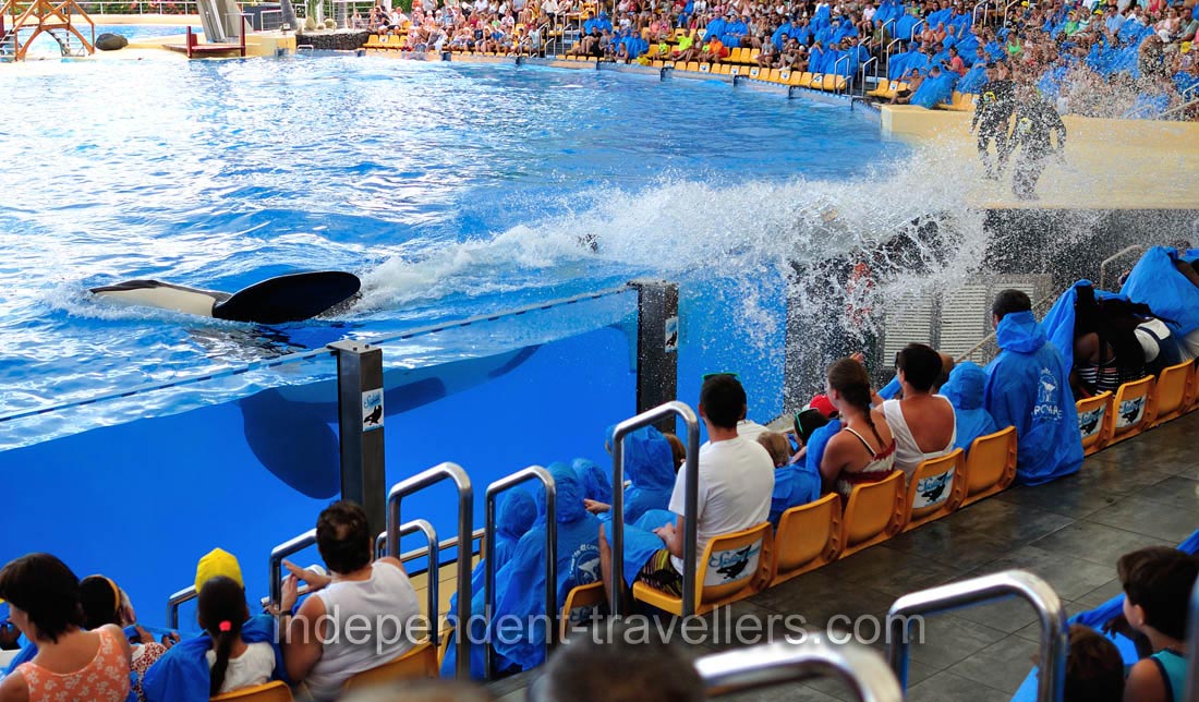 A killer whale is constantly splashing the water on the spectators during the orca show