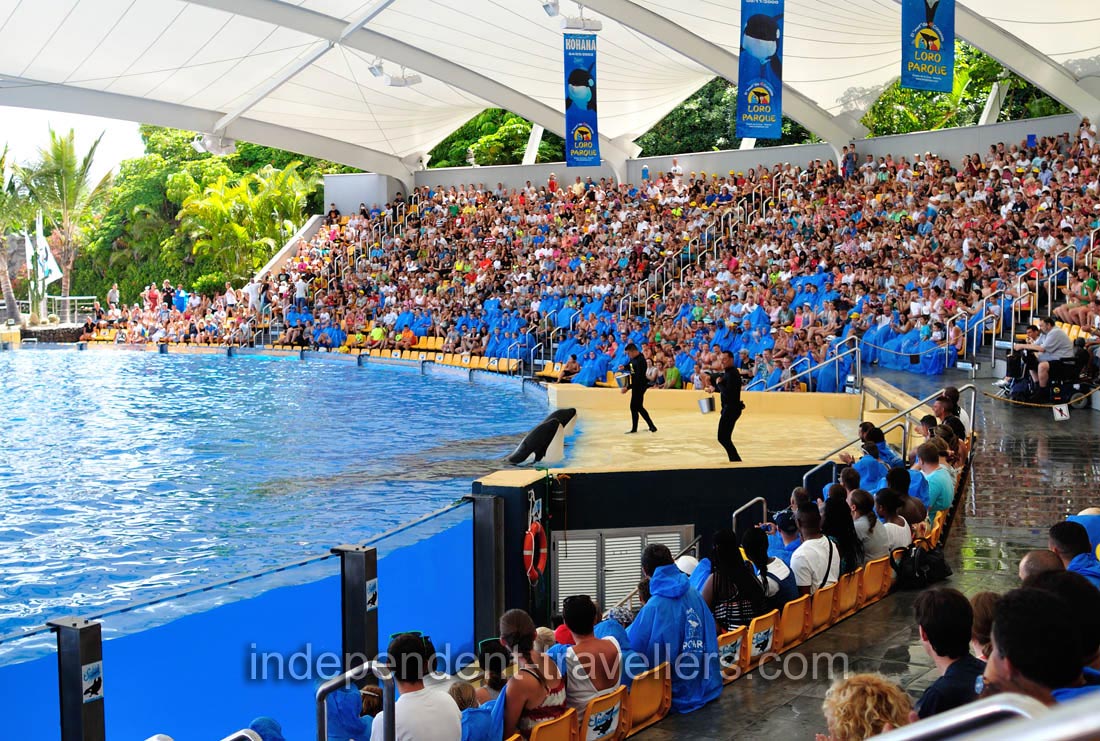 Killer whales have been waiting the feeding in the orca show