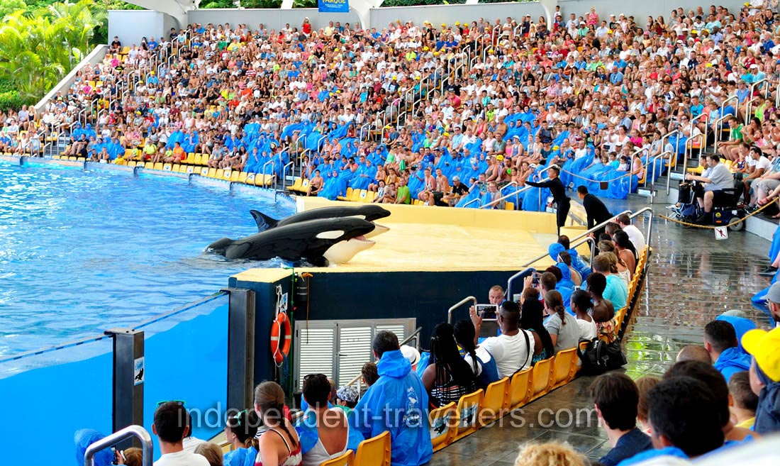 Both killer whales have opened their mouths in the orca show