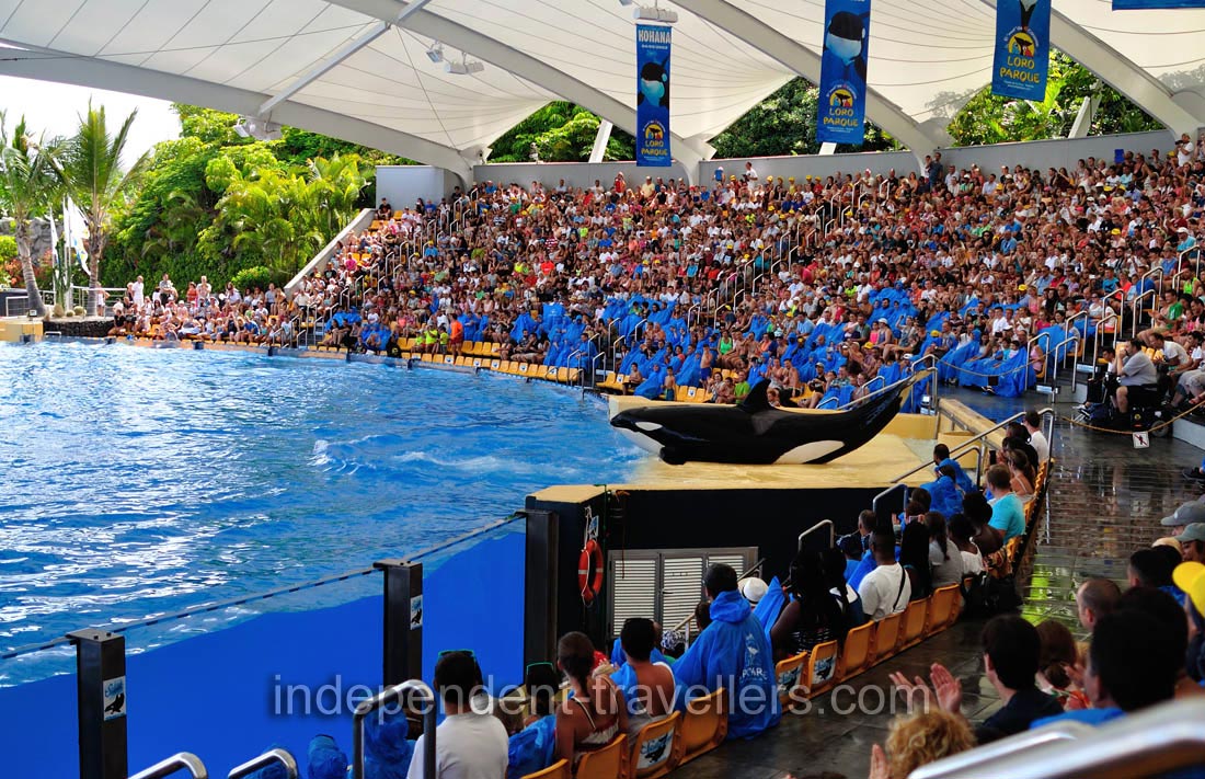 the orca show is the highlight of Loro Parque