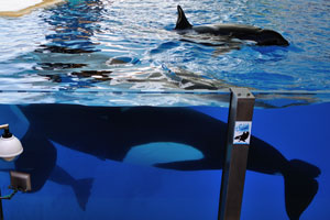 Killer whales rest underwater after the orca show