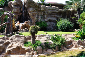 An artificial waterfall decorates the wide white tiger's enclosure