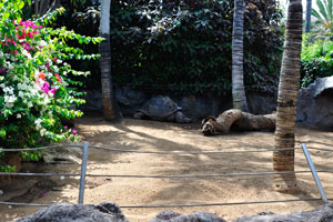 A Galápagos tortoise rests under the shade of trees