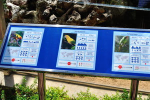 The information panel reads “Aratinga solstitialis - Sun Conure, Guaruba guarouba - Golden Conure, Psittacara finschi”