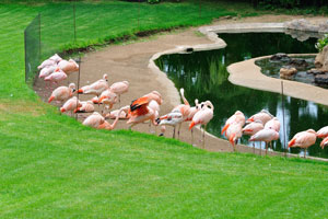 The James's flamingo (Phoenicoparrus jamesi), also known as the puna flamingo