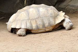 The Galápagos tortoise “Chelonoidis nigra” is the largest living species of tortoise