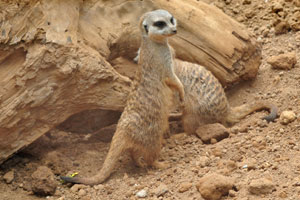 The meerkat or suricate “Suricata suricatta” is a small carnivoran belonging to the mongoose family “Herpestidae”
