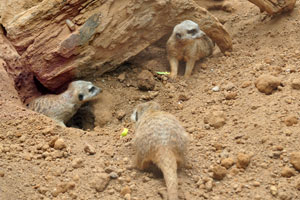 A group of meerkats is called a “mob”, “clan” or “gang”
