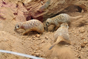 Meerkats are vigorously digging burrows
