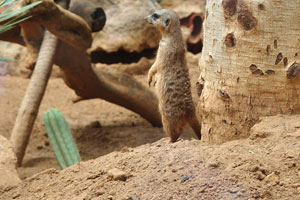 A meerkat is standing upright