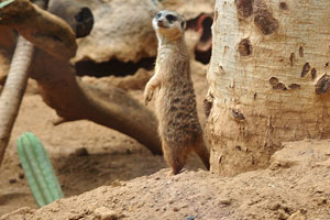 A suricate is standing upright