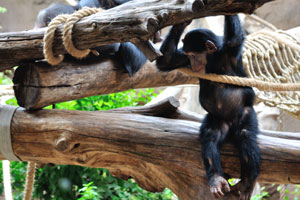 Chimpanzees are sitting on a tree