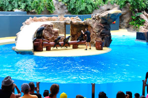 California sea lions are on the wooden bench in the sea lions show