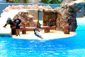 The sea lions show has just started