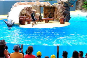 A huge sea lion dives into the water in the sea lions show
