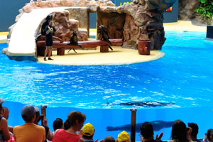 A sea lion swims underwater in the sea lions show