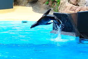A sea lion performs an outstanding somersault during the sea lions show