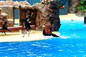 A sea lion has brought the ball by its nose in the sea lions show
