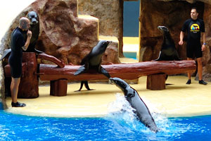 A sea lion emerges from the water in the sea lions show