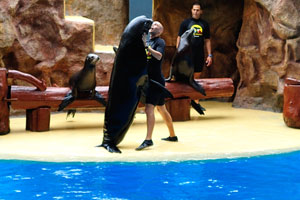 A big California sea lion stood up to his full height in the sea lions show