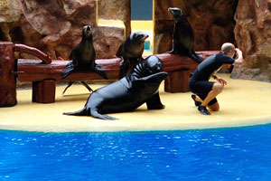 A big sea lion mocks his trainer in the sea lions show