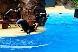 There is an amazing stunt in the sea lions show when a sea lion throws a trainer into the water