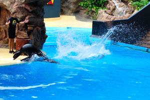 A trainer falls into the water in the sea lions show