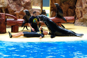 The sea lions show is very funny