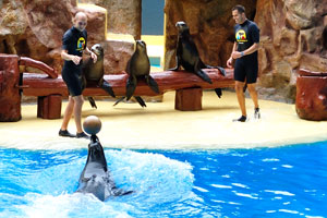 The sea lions show is first rate and you get a sense that the animals are happy