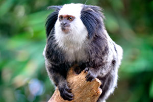 Geoffroy's marmoset