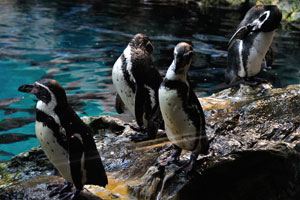 There are different species of penguins in Loro Parque