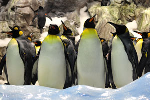 Loro Parque's Penguinarium allows visitors to observe penguines in a recreation of their natural environment