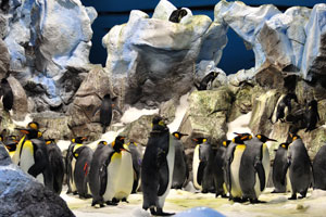 Penguinarium was opened in 1999 as the world's largest facility of its kind