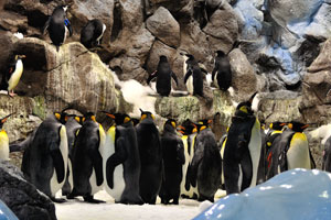 Special machines in the penguinarium produce 12 tons of snow a day