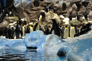 The water in the penguinarium is kept at around seven degrees