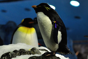 Penguinarium is a perfect home for different species of penguins