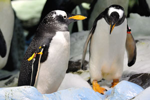 Loro Parque has done a fantastic job of building a home for these cute penguins