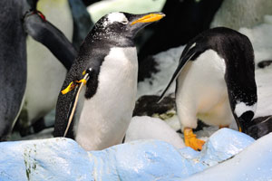 Watch as penguins jump off huge ice boulders