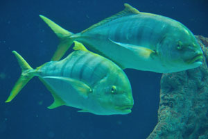 Two gigantic fish swim in aquarium