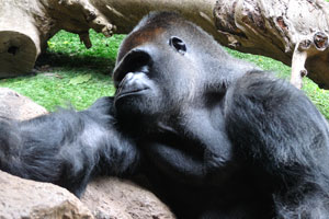The western gorilla “Gorilla gorilla” is a great ape