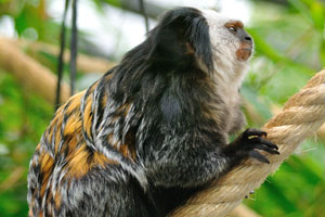 The white-headed marmoset (Callithrix geoffroyi), also known as the tufted-ear marmoset, Geoffroy's marmoset