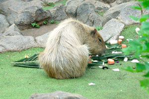 The capybara “Hydrochoerus hydrochaeris” is the largest rodent in the world