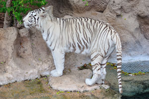 The white tiger or bleached tiger is a pigmentation variant of the Bengal tiger
